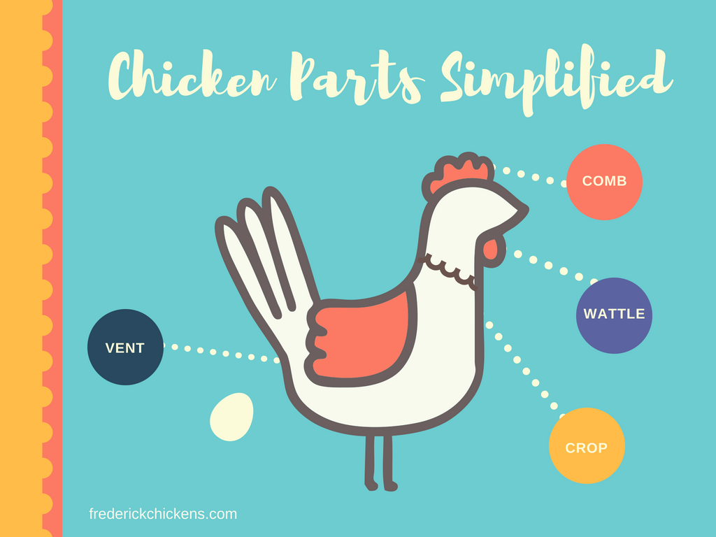 Chicken Parts Chart